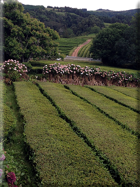 foto Laghi di Sao Miguel